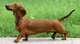 Dachshund