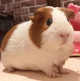 Guinea pig