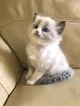 Cute kitten