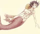 Mermaid Luffy