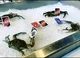 Crabs playing uno