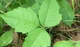 Poison ivy