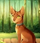 Warrior Cats