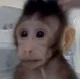 Macaque Monkey