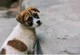 Stray puppy