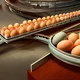 Egg Factory