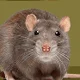 Rat