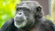 Chimpanzee