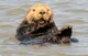 Otto the Sea Otter