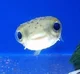 fishy
