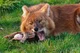 Dhole 