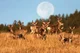 Deer herd