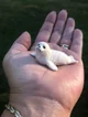 Little seal
