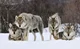 Wolf Pack