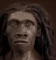 Homo Erectus