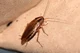 Allied cockroach 