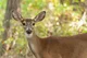 Female Deer