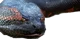 Anaconda