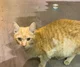 Orange Cat