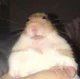 Hamster
