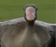 The Rally Goose 