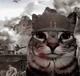 Cat army