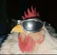 Cool chicken
