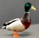 Annoying duck