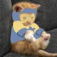 Kitten Booster Gold