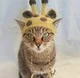 Giraffe Cat