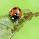 Ladybird