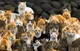 Cat Army