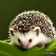 Baby hedgehog rpg
