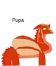 Pupa