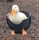 Angry Duck