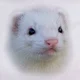 Cute little ferret