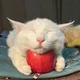 Eepy Apple Cat