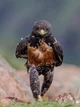 Hawks