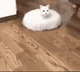 roomba cat