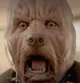 Evil dog Human