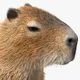 Capybara Egghatch
