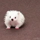 Baby Silver
