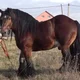 Brown Draft Horse