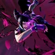 Juri Han