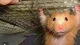 Wild hamster