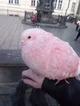 Pink pigeon 