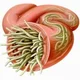 intestinal worm