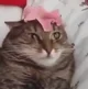 Cat and flower meme
