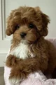 Cavapoo Dog