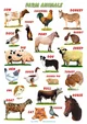 Farm Animals